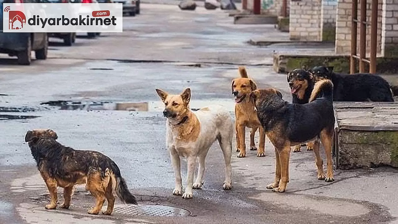 Sokak köpeklerine ne olacak! Yeni kanun mu geliyor?