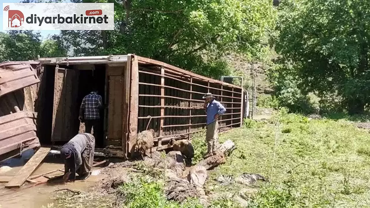 TIR kazasında onlarca koyun telef oldu, çevre halkı üzgün