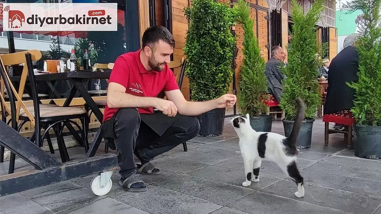 Diyarbakır’da 3 bacaklı doğan kedi için esnaf seferber oldu