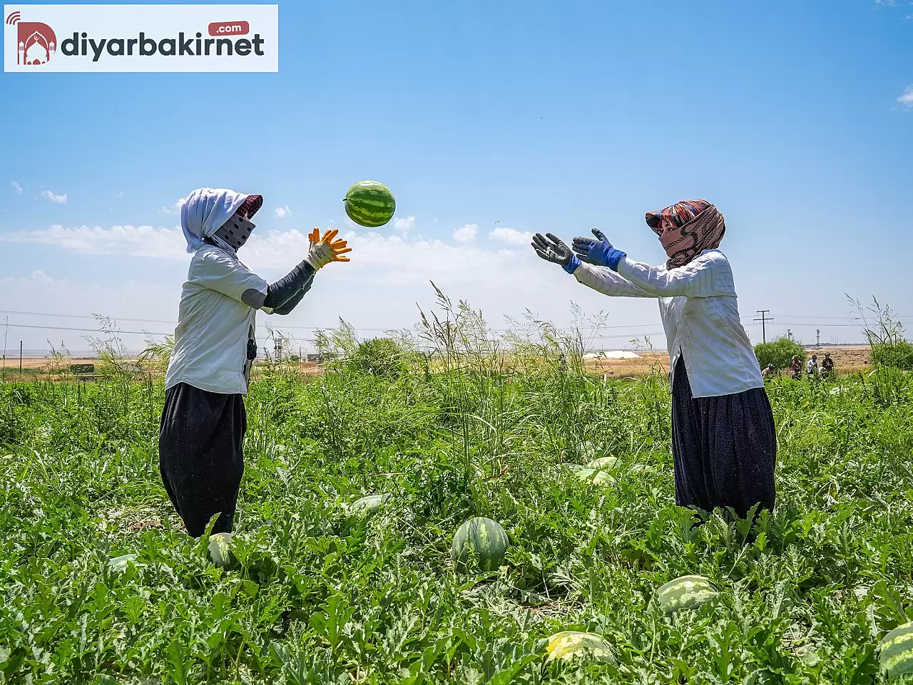 Diyarbakır'da Tarlada Çalışan İşçiler Sıcak Havada Karpuz Hasadı Yaparak Emek Harcıyor