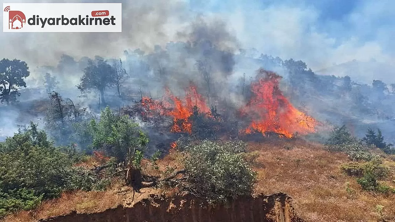 Ekipler Bingöl'de yeni bir operasyon başlattı!