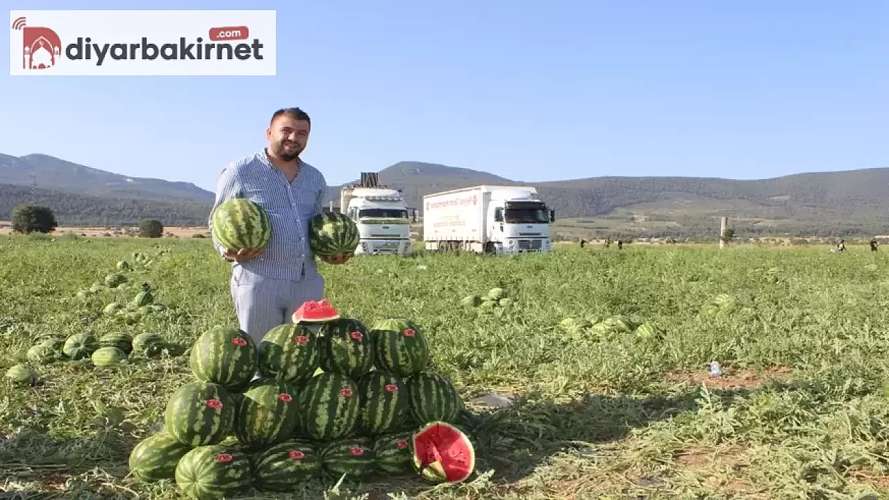 Osmaneli'de hasat zamanı geldi: Diyarbakır'dan gelen tarım işçileri bereketi topluyor