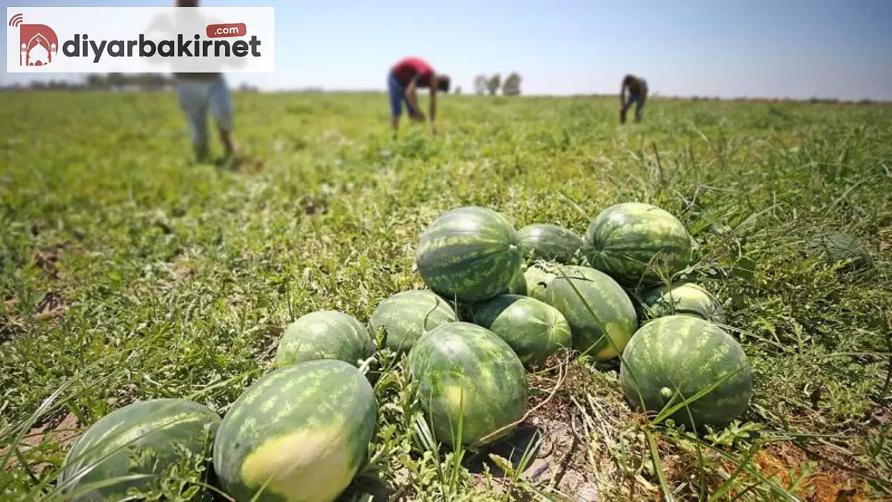 Yüksek sıcaklıkların tarımsal üretime olumsuz etkisi devam ediyor