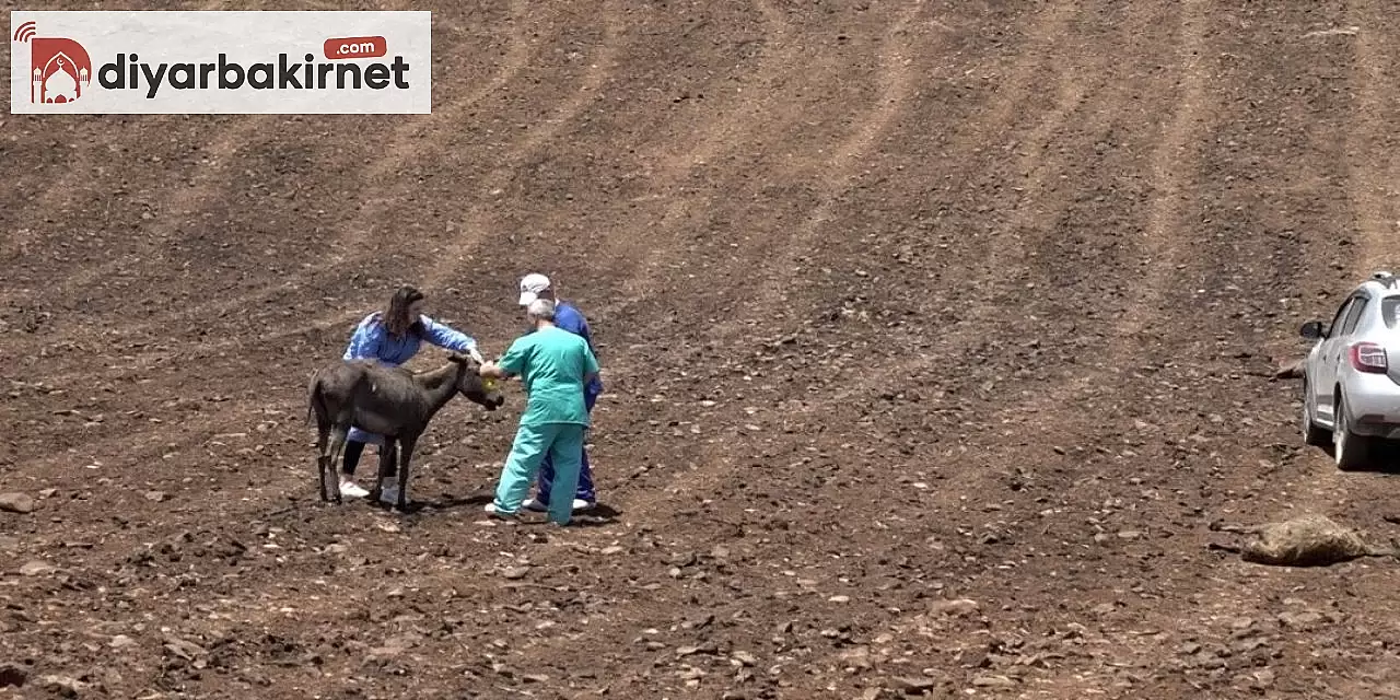 Dicle Üniversitesi, yangında zarar gören hayvanlara sağlık hizmeti sundu