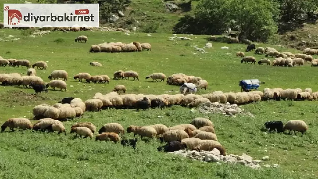 Siirt'ten Hakkari'ye Uzun ve Zorlu Bir Yolculuğun Ardından Göçerler Varış Noktalarına Ulaştı