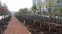 Diyarbakır'da üç ayda 9 bin ağaç dikildi