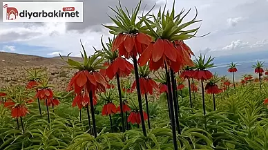 Tunceli dağlarında ters laleler göz kamaştırıyor