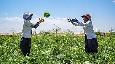 Diyarbakır'da Tarlada Çalışan İşçiler Sıcak Havada Karpuz Hasadı Yaparak Emek Harcıyor