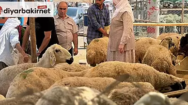 Diyarbakır'da hayvan pazarlarında hareketlilik artış gösteriyor