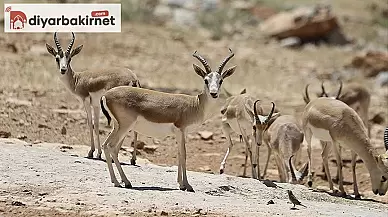 Koruma altındaki ceylanların popülasyonunu izlemek için yapay zekadan faydalanılıyor