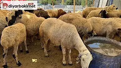 Diyarbakır'da Hayvan Pazarlarına Olan İlgi Artarak Devam Ediyor