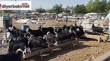 Diyarbakır'da kurban bayramı fiyatları vatandaşların cüzdanlarını zorluyor