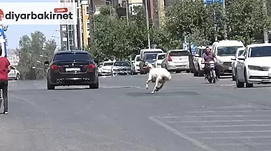 Kaçmaya çalışan kurbanlık hayvan, sahiplerine zor anlar yaşattı