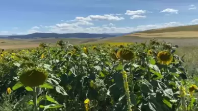 Ardahan'da Başarıyla Sonuçlanan Ayçiçeği Projesi