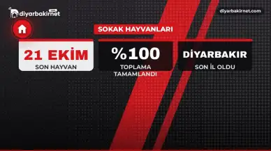 Son sokak hayvanı Diyarbakır'da barınağa alındı