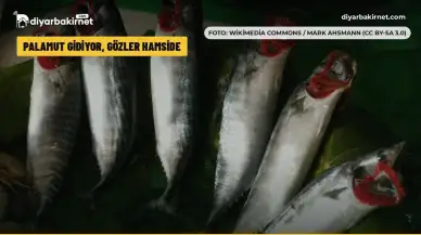 Palamut gidiyor, gözler hamside