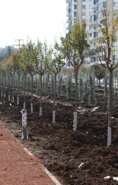Diyarbakır'da üç ayda 9 bin ağaç dikildi
