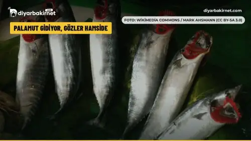 Palamut gidiyor, gözler hamside