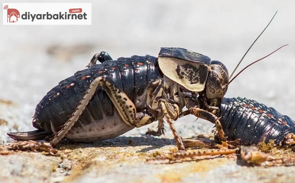 Şırnakta görülen 'yamyam çekirge' üniversitede incelemeye alındı