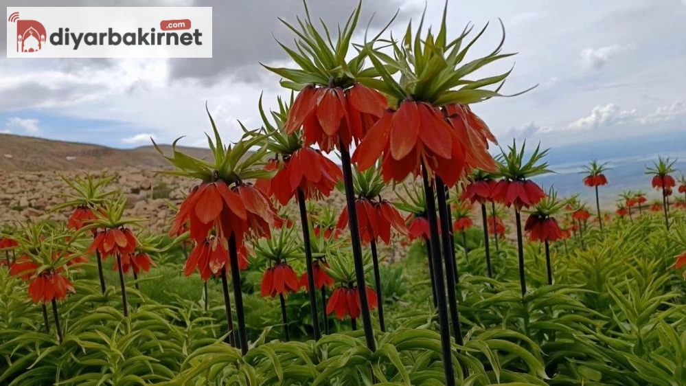 Tunceli dağlarında ters laleler göz kamaştırıyor