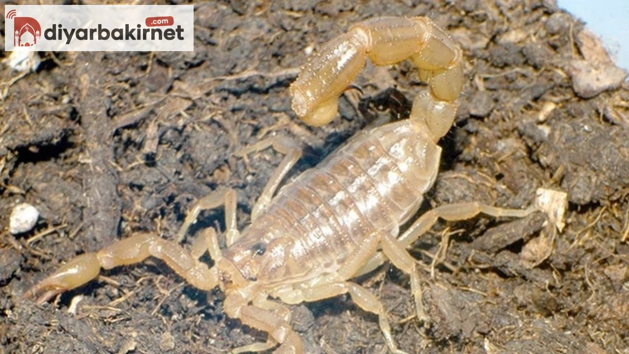 Görenler şaşkın! Bu türüne hiç rastlanmamıştı