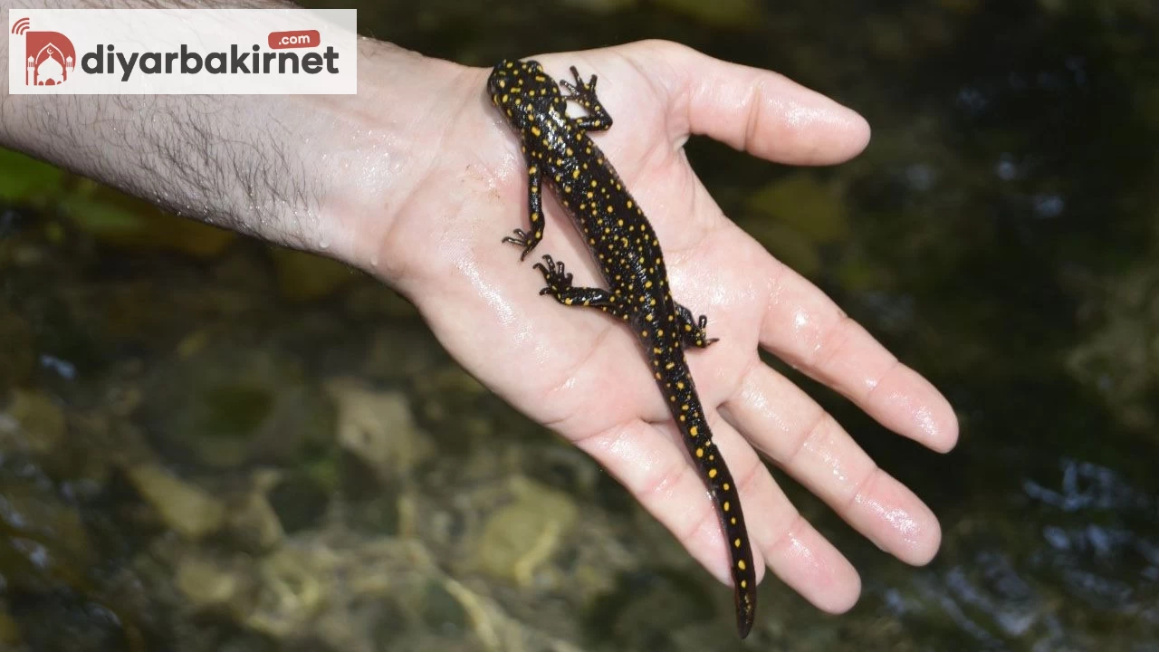 Nesli tükenmek üzere! Görenler şaşkınlığa uğradı