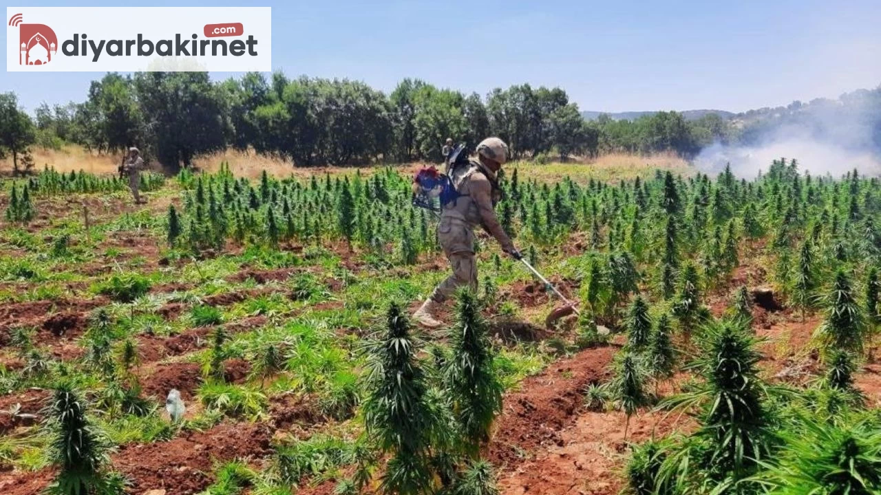 Böylesi görülmedi! Binlerce kök kenevir ele geçirildi