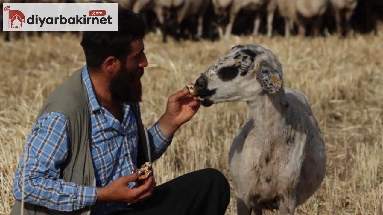 Şanlıurfalı çobanın "Gülçin" adlı inekle olan samimi dostluğu sosyal medyada büyük ilgi gördü