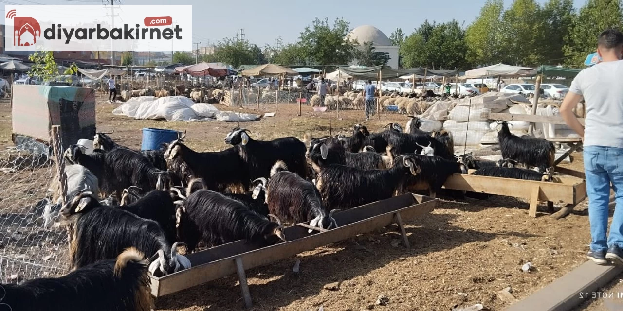 Diyarbakır'da kurban bayramı fiyatları vatandaşların cüzdanlarını zorluyor