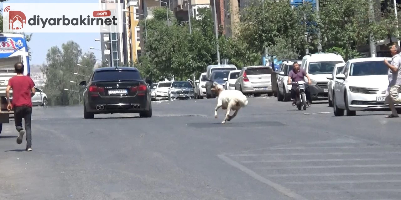 Kaçmaya çalışan kurbanlık hayvan, sahiplerine zor anlar yaşattı