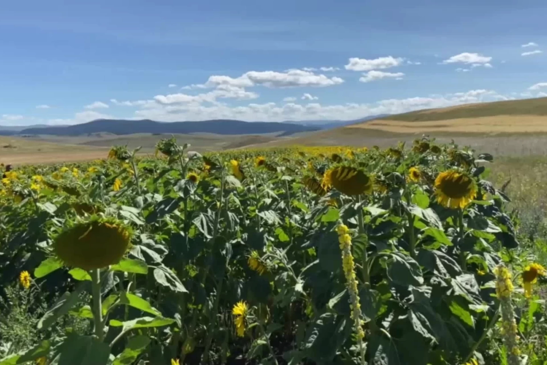 Ardahan'da Başarıyla Sonuçlanan Ayçiçeği Projesi