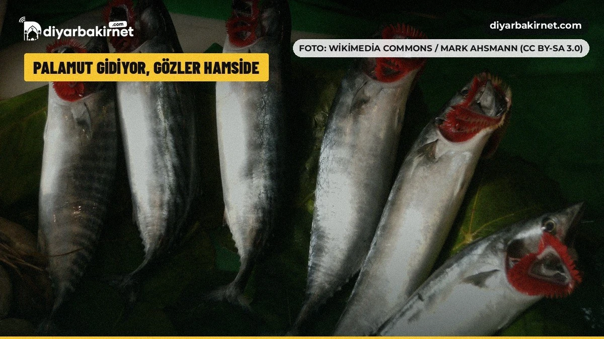 Palamut gidiyor, gözler hamside